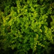 Kép 1/6 - Sedum sexangulare - Hatsoros varjúháj