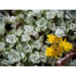 Kép 2/2 - Sedum spatulifolium 'Cape Blanco' - Spatulalevelû varjúháj (sárga) - képek rendelés vásárlás a Megyeri Szabolcs Kertészeti webáruházban.