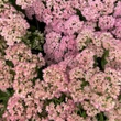 Kép 2/6 - Sedum spectabile 'Brillant' - Pompás varjúháj