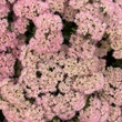Kép 3/6 - Sedum spectabile 'Brillant' - Pompás varjúháj