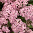 Kép 4/6 - Sedum spectabile 'Brillant' - Pompás varjúháj