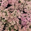 Kép 5/6 - Sedum spectabile 'Brillant' - Pompás varjúháj