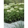 Kép 2/4 - Sedum spectabile 'Stardust' – Pompás varjúháj