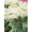 Kép 4/4 - Sedum spectabile 'Stardust' – Pompás varjúháj