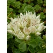 Kép 1/5 - Sedum spurium 'Album Superbum' - Kaukázusi varjúháj