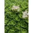 Kép 4/5 - Sedum spurium 'Album Superbum' - Kaukázusi varjúháj
