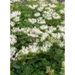 Kép 3/5 - Sedum spurium 'Album Superbum' - Kaukázusi varjúháj