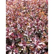 Kép 2/4 - Sedum spurium 'Purpur Winter' - Kaukázusi varjúháj levélzet