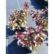 Kép 3/4 - Sedum spurium 'Purpur Winter' - Kaukázusi varjúháj kiszerelés