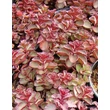 Kép 1/4 - Sedum spurium 'Purpur Winter' - Kaukázusi varjúháj