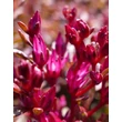 Kép 4/4 - Sedum spurium 'Purpur Winter' - Kaukázusi varjúháj virag