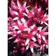 Kép 3/3 - Sedum spurium 'Purpurteppich' – Kaukázusi varjúháj