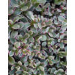 Kép 2/5 - Sedum spurium 'Tricolor' - Kaukázusi varjúháj állomány