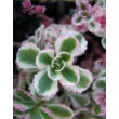 Kép 3/5 - Sedum spurium 'Tricolor' - Kaukázusi varjúháj levélzet