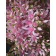 Kép 4/5 - Sedum spurium 'Tricolor' - Kaukázusi varjúháj virág