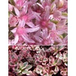 Kép 3/3 - Sedum spurium 'Variegatum' - Kaukázusi varjúháj