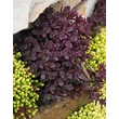 Kép 3/5 - Sedum SunSparkler 'Firecracker' – Varjúháj habitusa