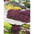 Kép 2/5 - Sedum SunSparkler 'Firecracker' – Varjúháj társítás