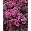 Kép 4/5 - Sedum SunSparkler 'Firecracker' – Varjúháj virágzó állapotban