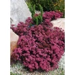 Kép 1/3 - Sedum SunSparkler 'Plum Dazzled' – Varjúháj