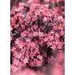 Kép 3/3 - Sedum SunSparkler 'Plum Dazzled' – Varjúháj