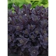 Kép 2/3 - Sedum SunSparkler 'Plum Dazzled' – Varjúháj