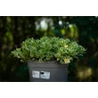 Kép 2/6 - Sedum takesimense 'Atlantis' – Koreai varjúháj