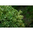 Kép 3/6 - Sedum takesimense 'Atlantis' – Koreai varjúháj