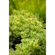 Kép 5/6 - Sedum takesimense 'Atlantis' – Koreai varjúháj