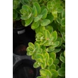 Kép 4/7 - Sedum telephium 'Seduction Pink Passion' (Green-Pink) - Kárpáti (hegyi) varjúháj