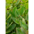 Kép 2/7 - Sedum telephium 'Seduction Pink Passion' (Green-Pink) - Kárpáti (hegyi) varjúháj