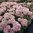 Kép 2/5 - Sedum telephium 'Seduction Green-Pink' - Kárpáti (hegyi) varjúháj habitus