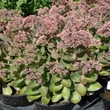 Kép 1/5 - Sedum telephium 'Seduction Pink Passion' (Green-Pink) - Kárpáti (hegyi) varjúháj