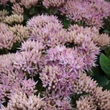 Kép 4/5 - Sedum telephium 'Seduction Green-Pink' - Kárpáti (hegyi) varjúháj virágzata
