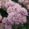 Kép 5/5 - Sedum telephium 'Seduction Green-Pink' - Kárpáti (hegyi) varjúháj virágzata