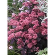 Kép 4/5 - Sedum telephium 'Karfunkelstein' – Varjúháj