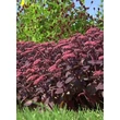 Kép 3/5 - Sedum telephium 'Karfunkelstein' – Varjúháj