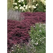 Kép 2/5 - Sedum telephium 'Karfunkelstein' – Varjúháj