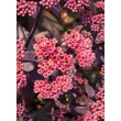 Kép 1/5 - Sedum telephium 'Karfunkelstein' – Varjúháj