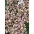 Kép 4/4 - Sedum 'Veluwse Wakel' – Varjúháj virágzata közelről