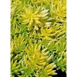 Kép 1/3 - Sedum 'Winter Lemon' – Varjúháj