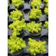 Kép 2/3 - Sedum 'Winter Lemon' – Varjúháj