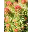 Kép 3/3 - Sedum 'Winter Lemon' – Varjúháj