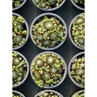 Kép 3/5 - Sempervivum arachnoideum - Pókhálós kövirózsa - képek rendelés vásárlás a Megyeri Szabolcs Kertészeti webáruházban.