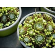 Kép 2/5 - Sempervivum arachnoideum - Pókhálós kövirózsa - képek rendelés vásárlás a Megyeri Szabolcs Kertészeti webáruházban.