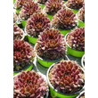 Kép 3/4 - Sempervivum 'Cassiopea' – Kövirózsa