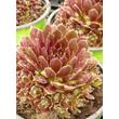 Kép 4/4 - Sempervivum 'Cassiopea' – Kövirózsa