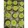 Kép 2/5 - Sempervivum 'Centaurus' – Kövirózsa