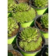 Kép 4/5 - Sempervivum 'Centaurus' – Kövirózsa