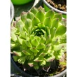 Kép 1/5 - Sempervivum 'Centaurus' – Kövirózsa